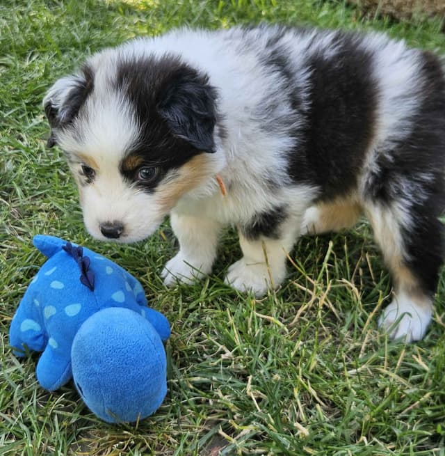 Australian Shepherd Puppies media 4