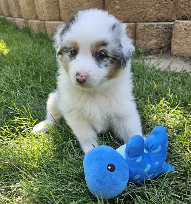 Australian Shepherd Puppies media 5