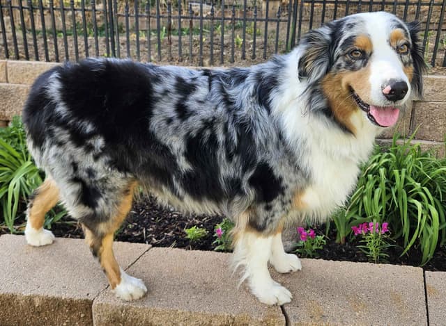 Australian Shepherd Puppies media 6