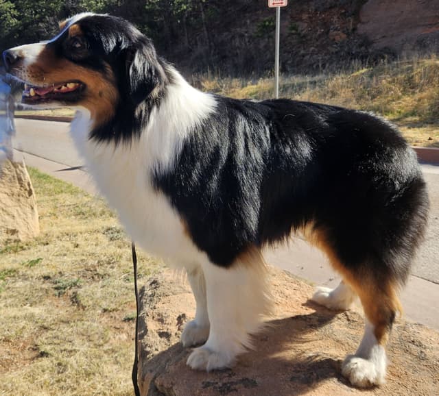 Australian Shepherd Puppies media 7