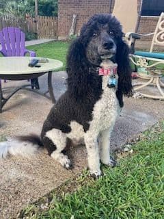 Standard Poodle Puppies - Parti breeder image 1