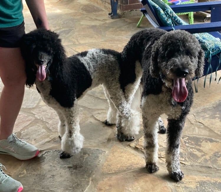 Standard Poodle Puppies - Parti breeder image 2