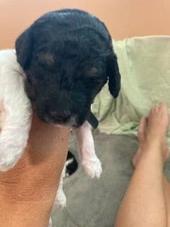 Standard Poodle Puppies - Parti breeder image 3