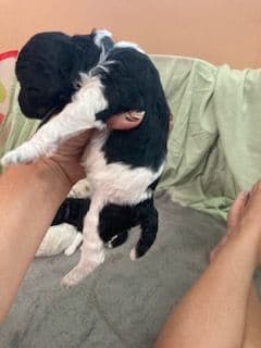 Standard Poodle Puppies - Parti breeder image 4