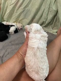Standard Poodle Puppies - Parti breeder image 5