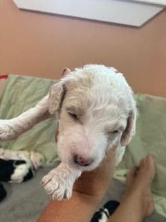 Standard Poodle Puppies - Parti breeder image 6