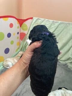 Standard Poodle Puppies - Parti breeder image 7
