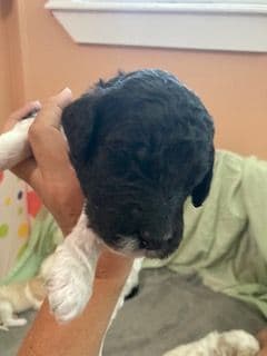 Standard Poodle Puppies - Parti breeder image 8