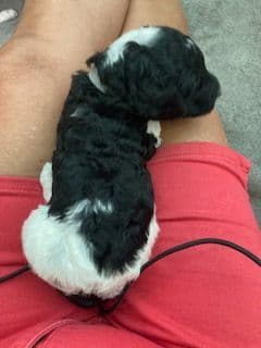 Standard Poodle Puppies - Parti breeder image 9