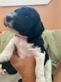 Standard Poodle Puppies - Parti breeder image 10