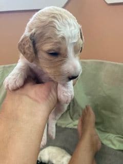 Standard Poodle Puppies - Parti breeder image 12