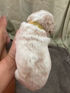 Standard Poodle Puppies - Parti breeder image 14