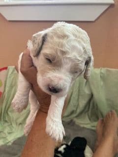 Standard Poodle Puppies - Parti breeder image 13