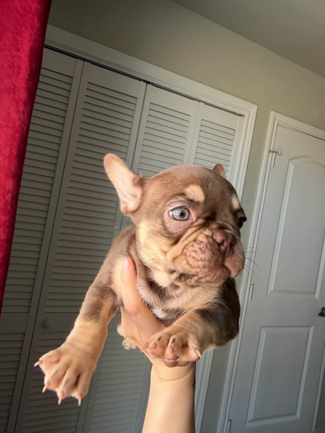French Bulldog Puppies media 2