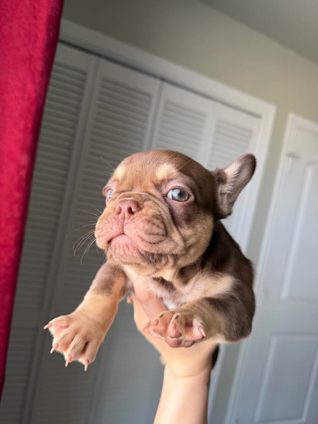 French Bulldog Puppies media 3