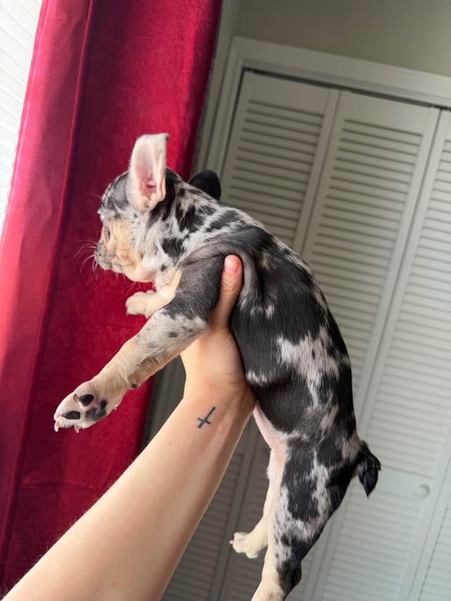French Bulldog Puppies media 5