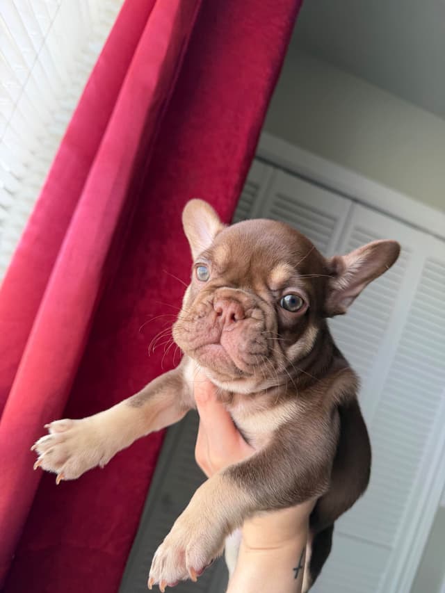 French Bulldog Puppies media 6