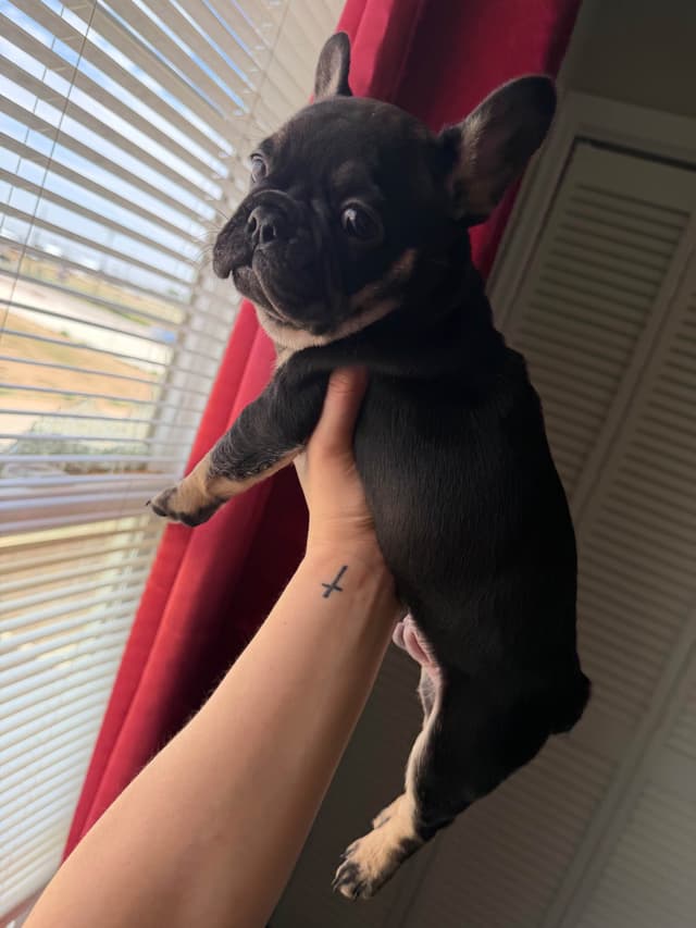 French Bulldog Puppies media 7