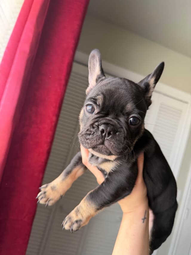 French Bulldog Puppies media 8