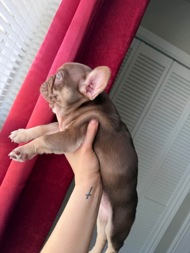 French Bulldog Puppies media 9