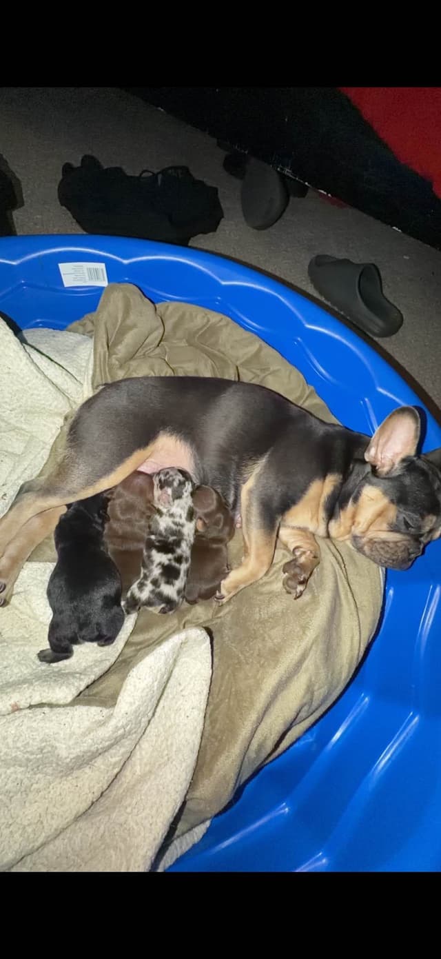 French Bulldog Puppies media 11
