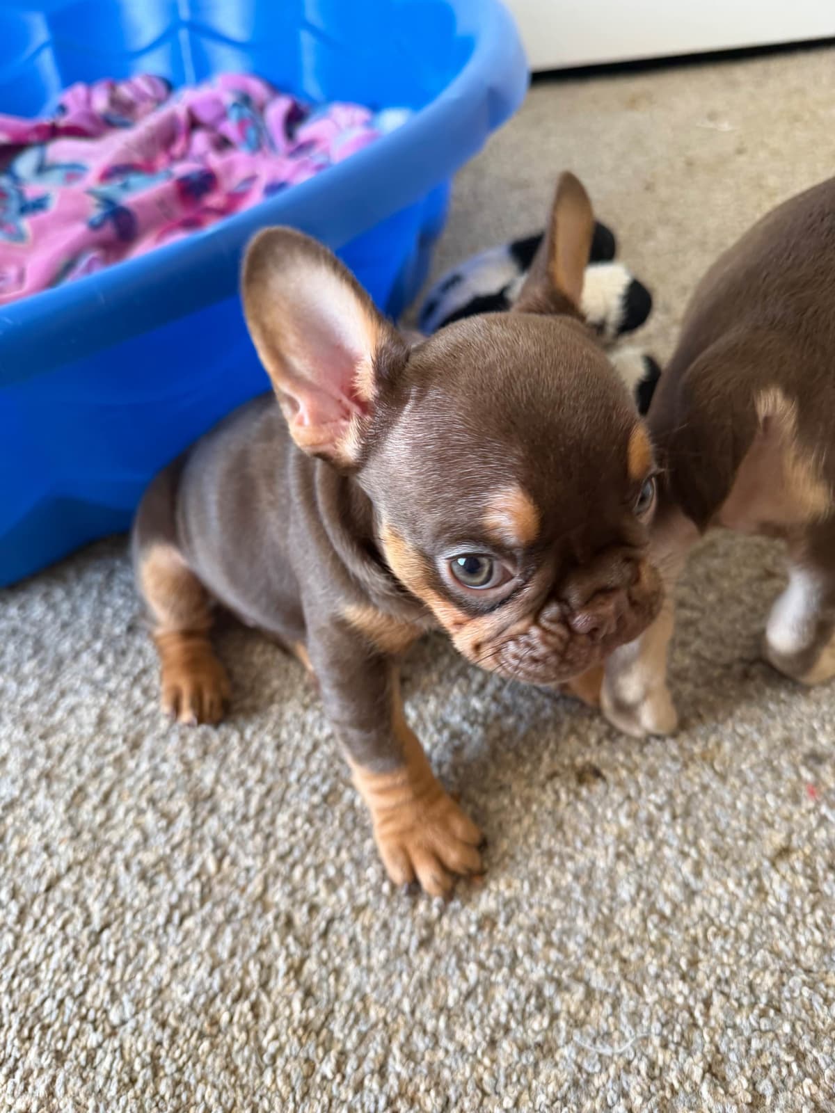 French Bulldog Puppies breeder image 1