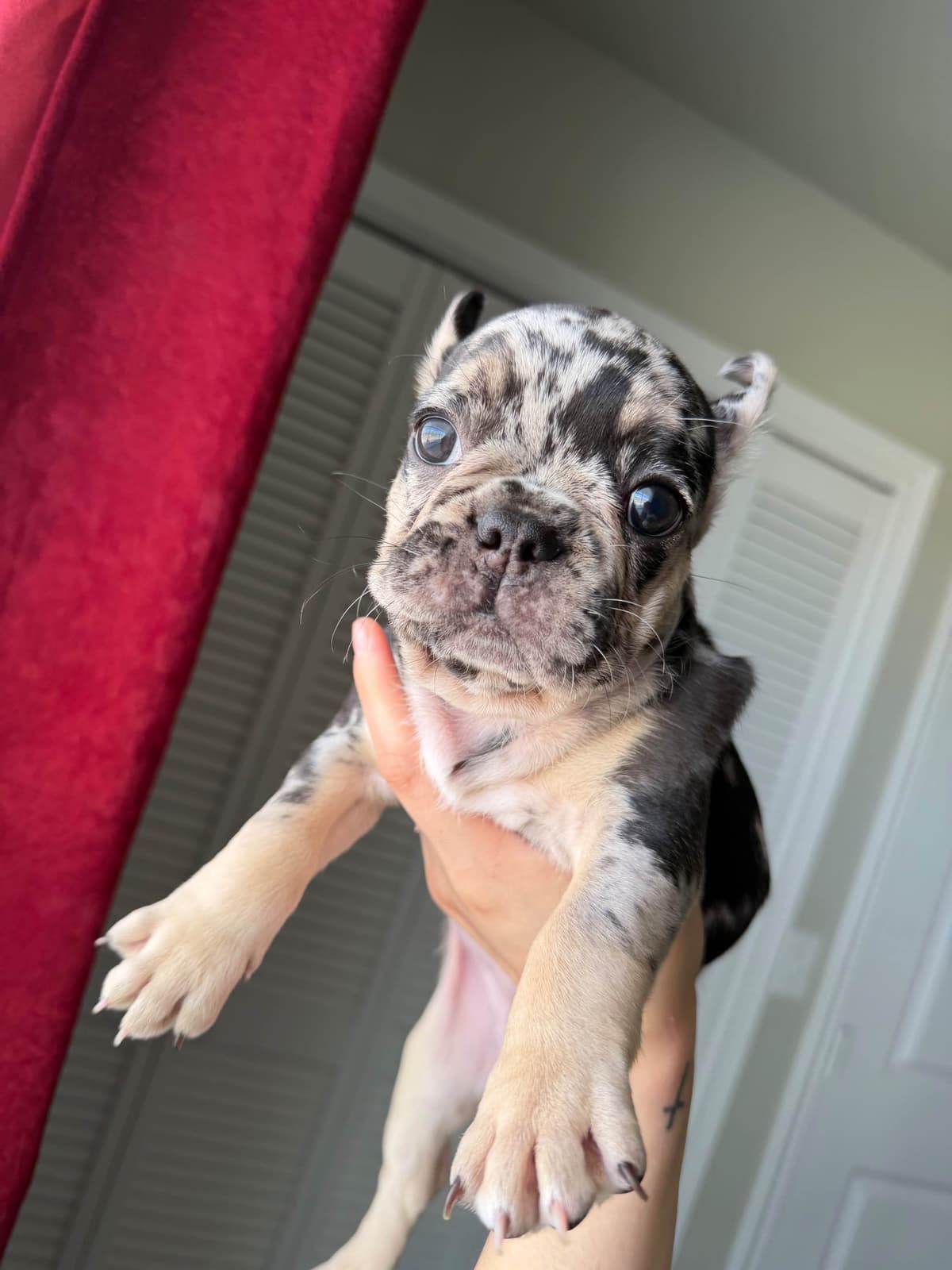 French Bulldog Puppies breeder image 4