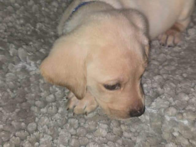 Labrador Retriever Puppies (English) media 8