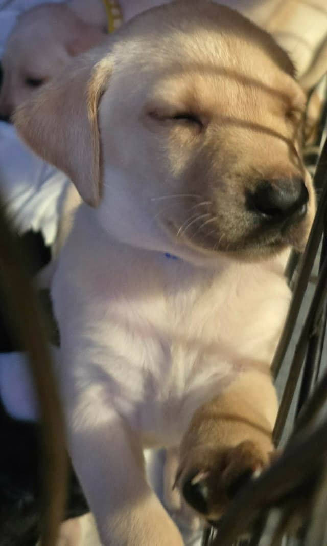 Labrador Retriever Puppies (English) media 3
