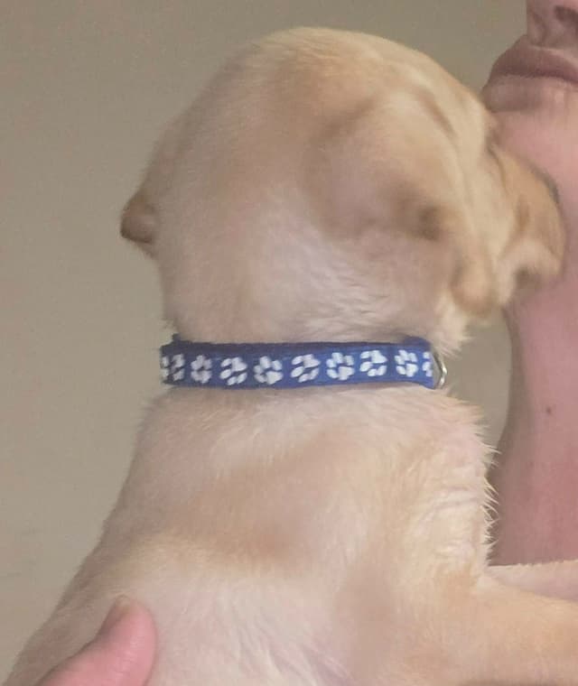 Labrador Retriever Puppies (English) media 11