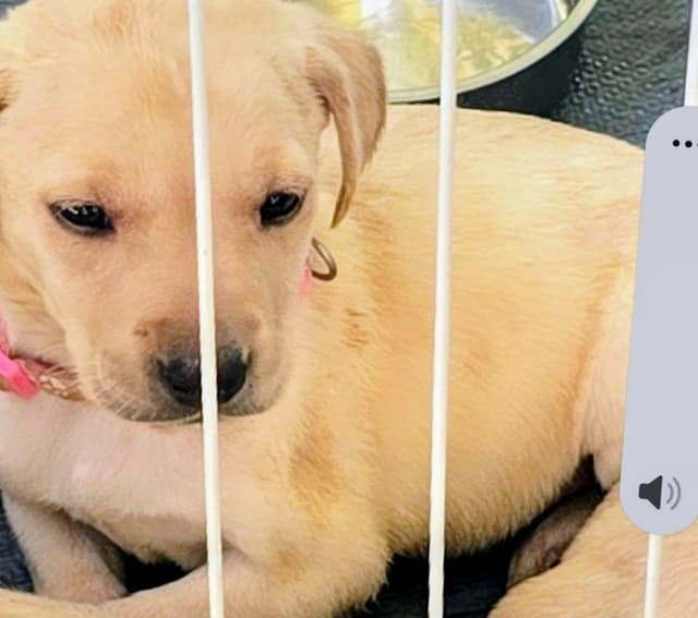 Labrador Retriever Puppies (English) media 4