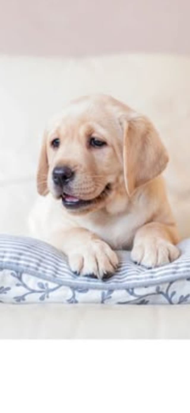 Labrador Retriever Puppies (English) media 2
