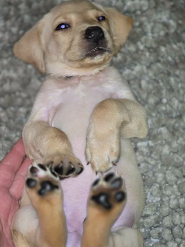 Labrador Retriever Puppies (English) media 6