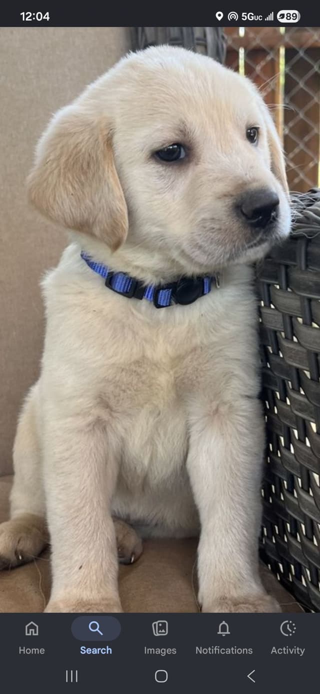 Labrador Retriever Puppies (English) media 5