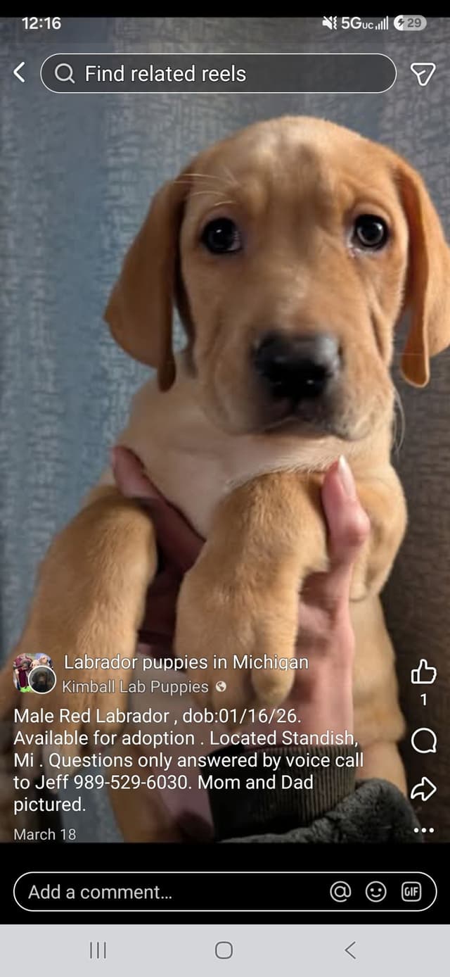 Labrador Retriever Puppies (English) media 12