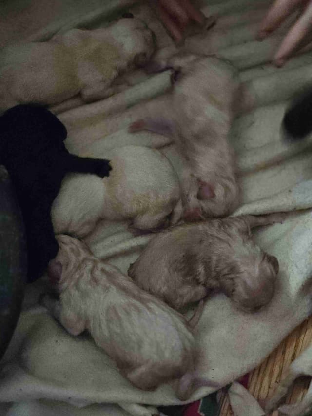 Labrador Retriever Puppies (English) media 13