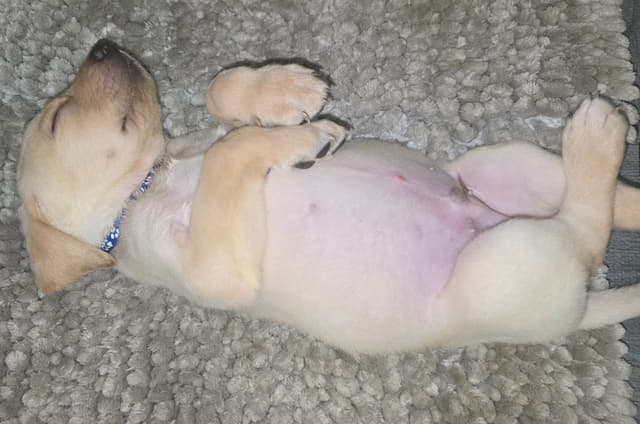 Labrador Retriever Puppies (English) media 9