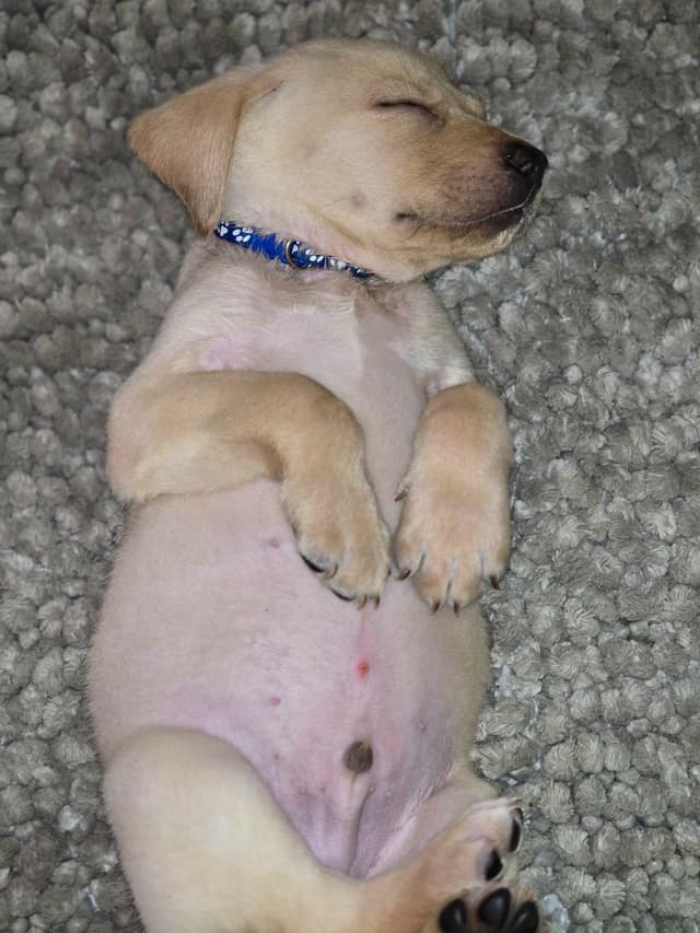 Labrador Retriever Puppies (English) media 14