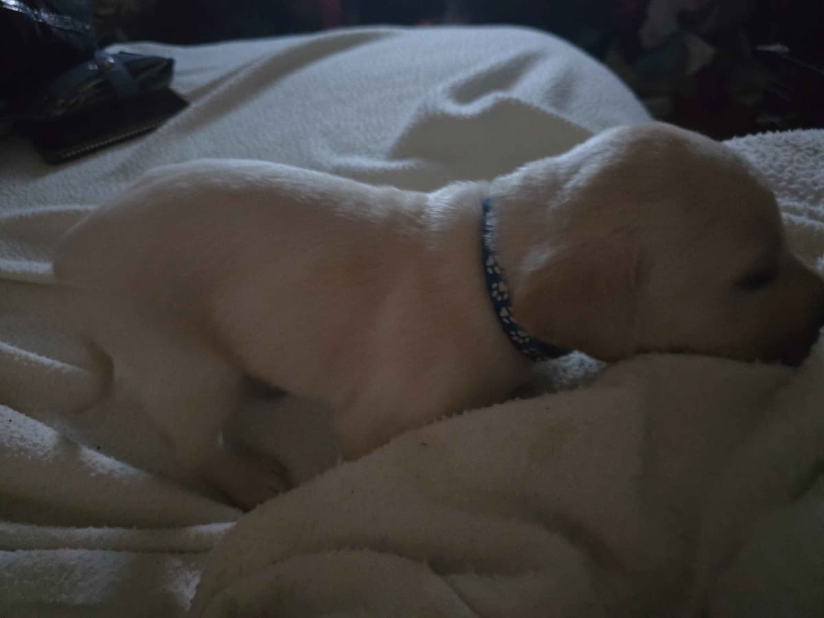 Labrador Retriever Puppies (English) breeder image 2