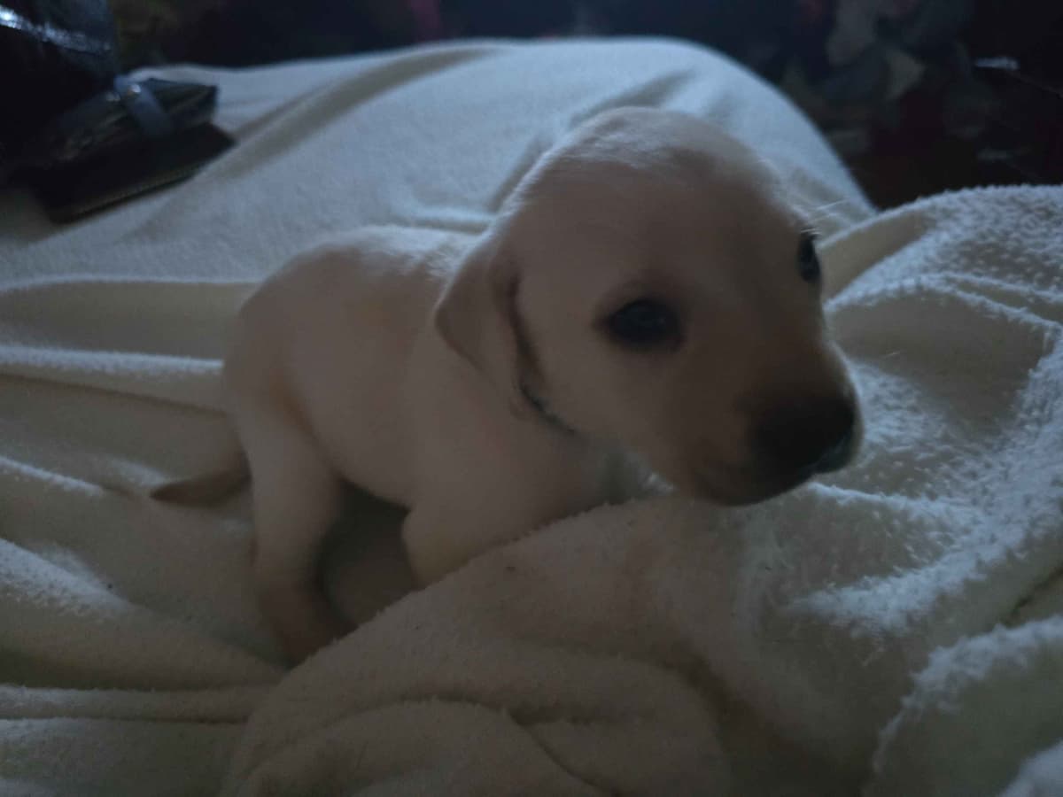 Labrador Retriever Puppies (English) breeder image 1