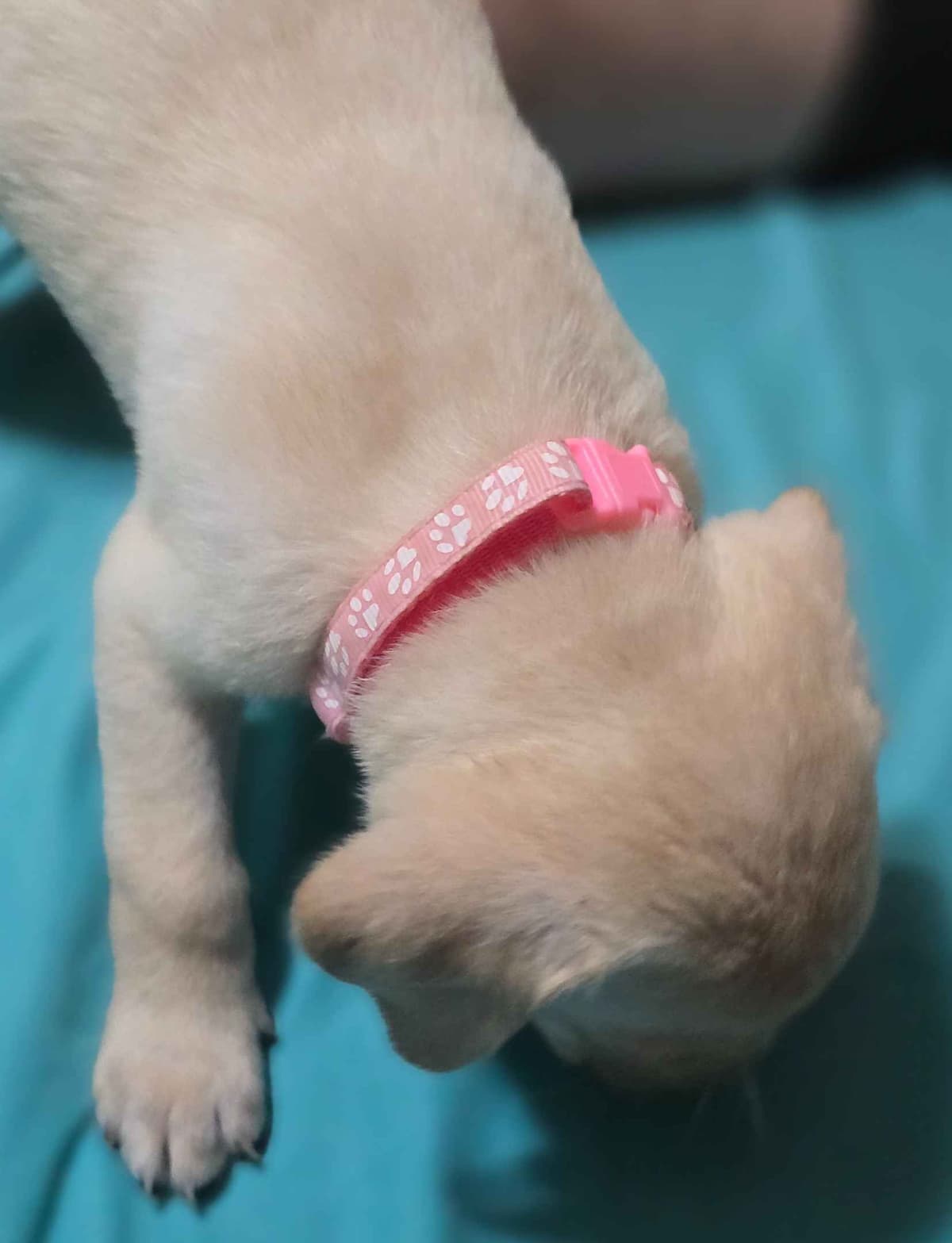 Labrador Retriever Puppies (English) breeder image 3