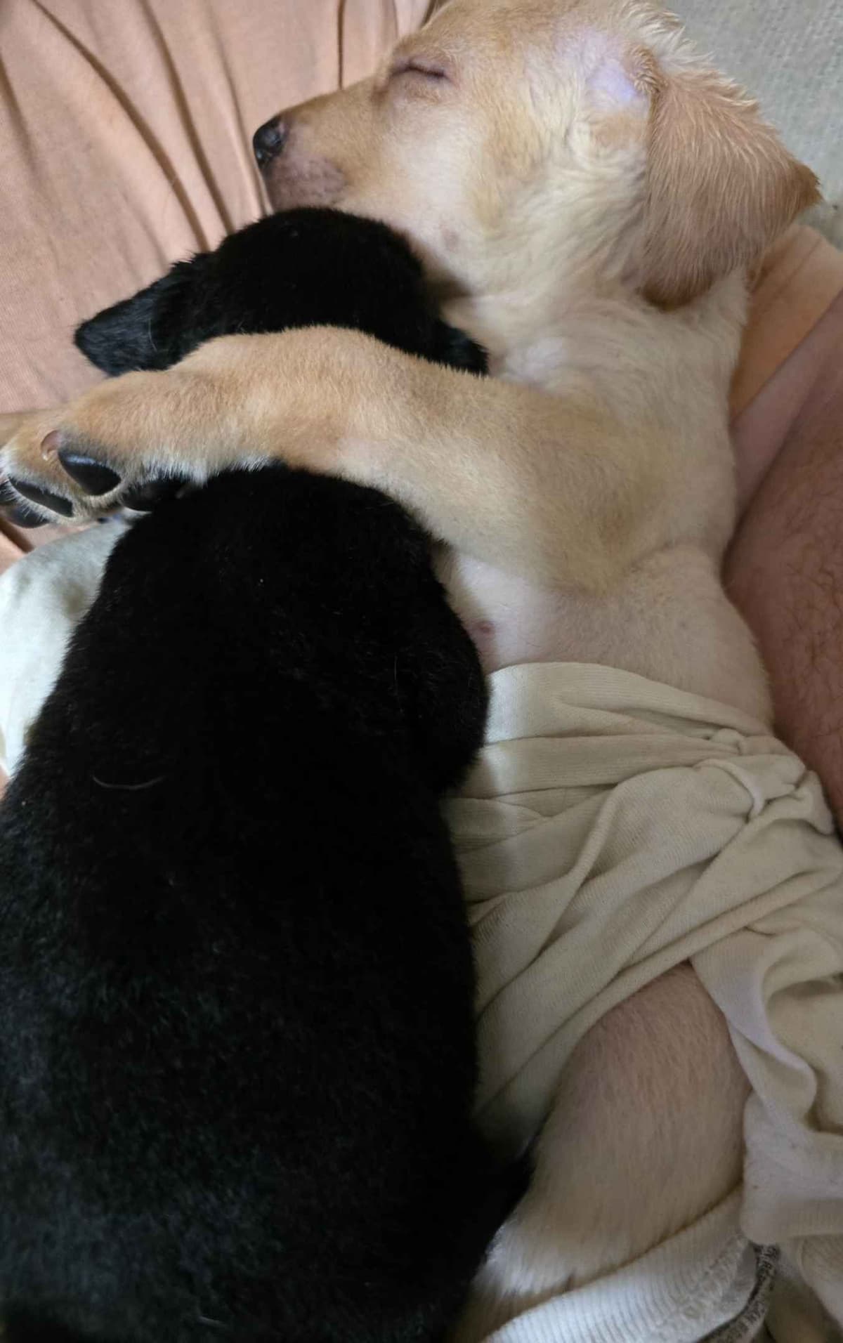 Labrador Retriever Puppies (English) breeder image 5