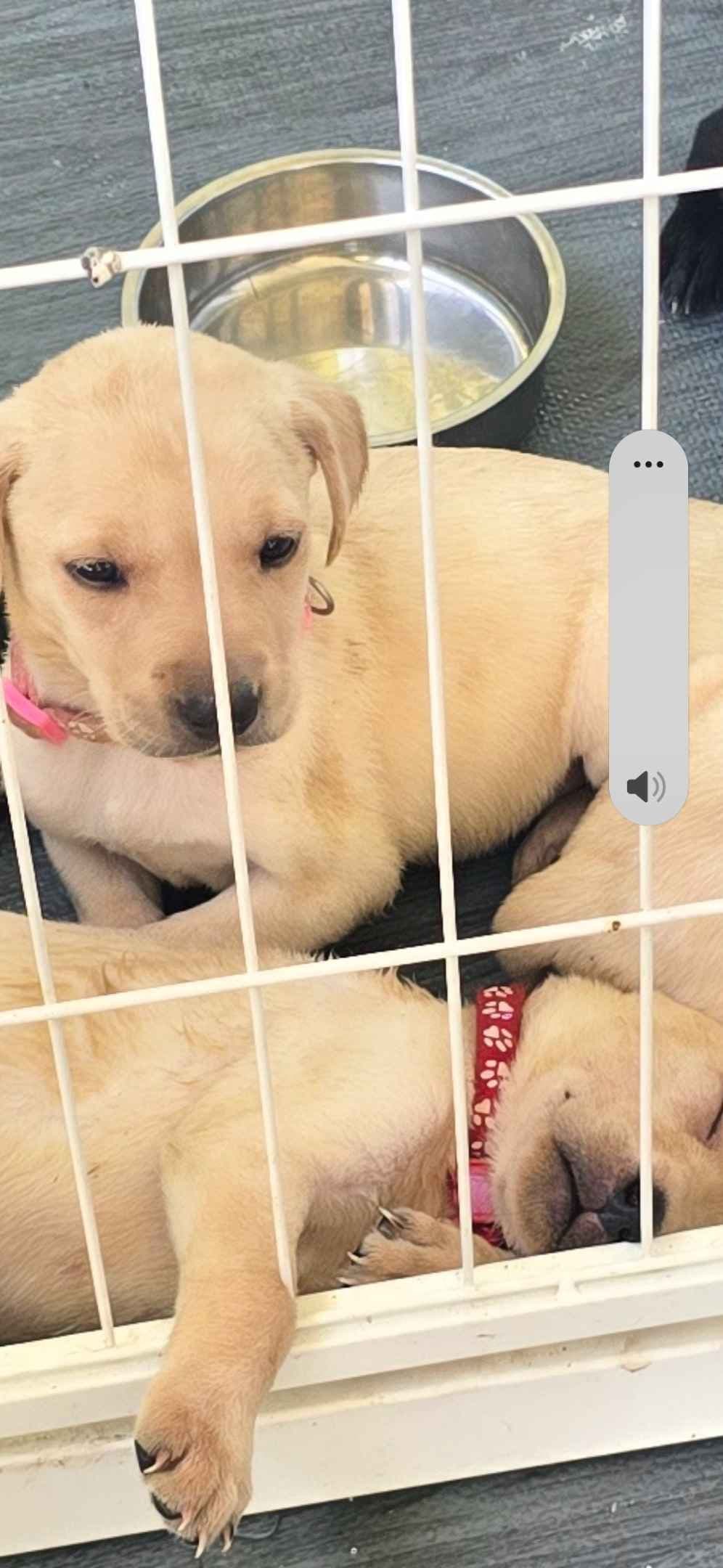 Labrador Retriever Puppies (English) breeder image 6