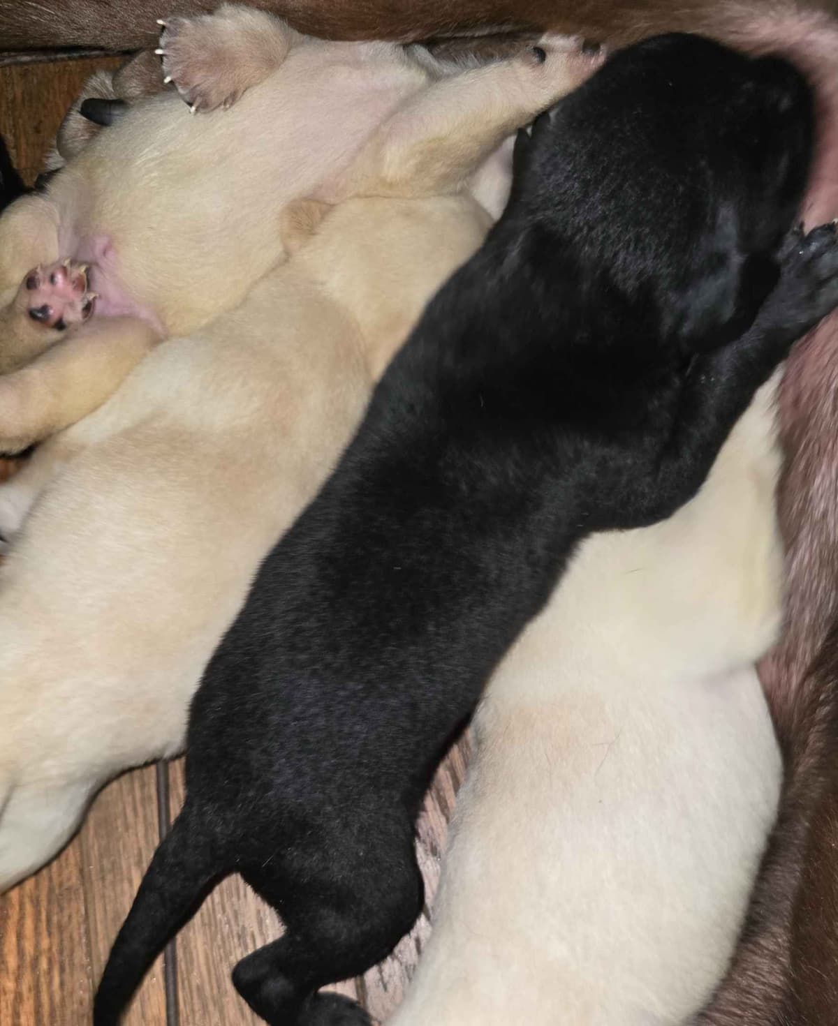 Labrador Retriever Puppies (English) breeder image 8
