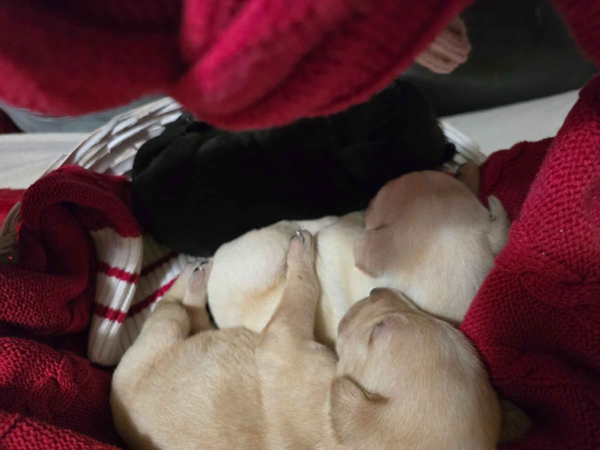 Labrador Retriever Puppies (English) breeder image 10