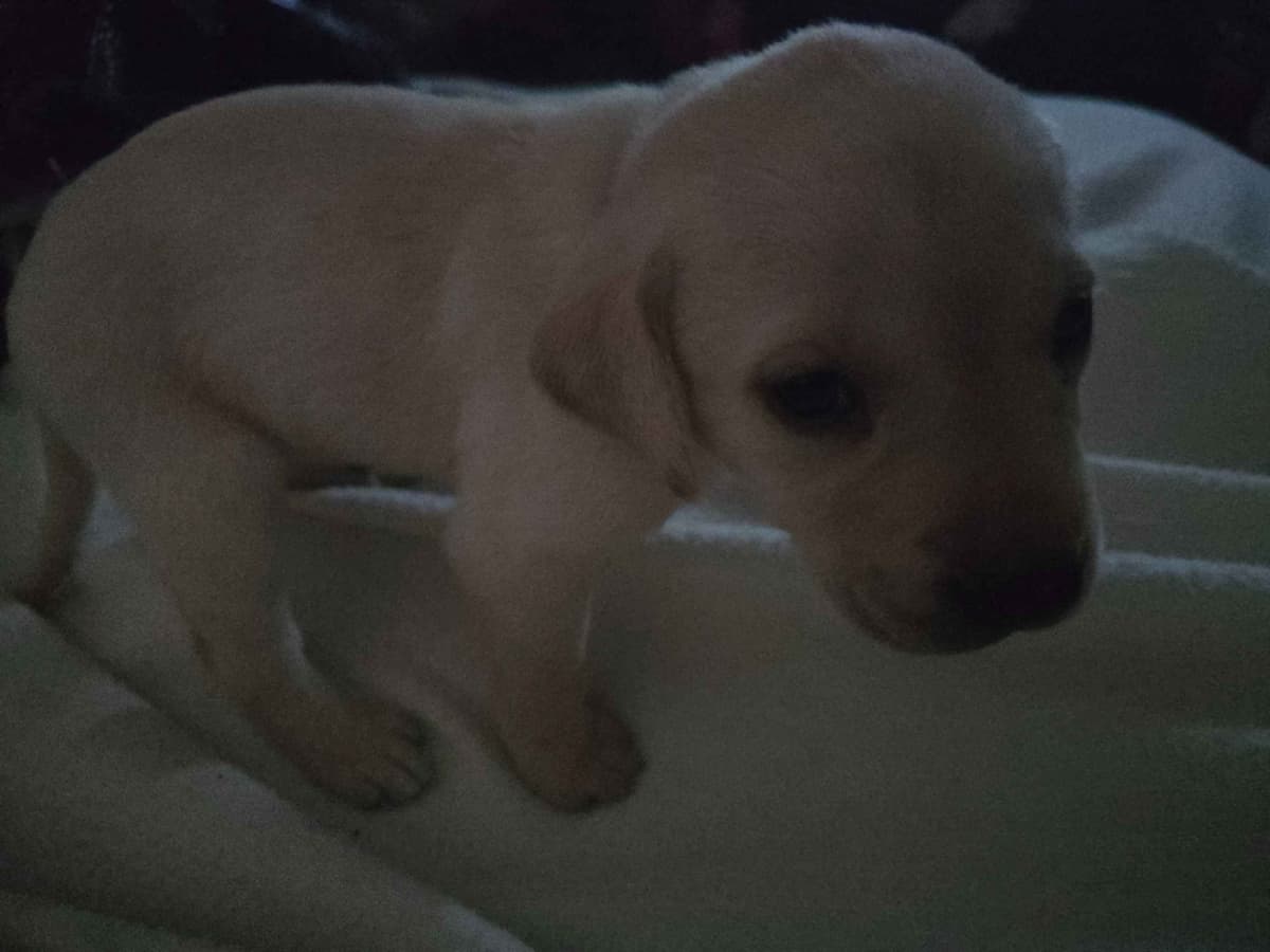 Labrador Retriever Puppies (English) breeder image 11
