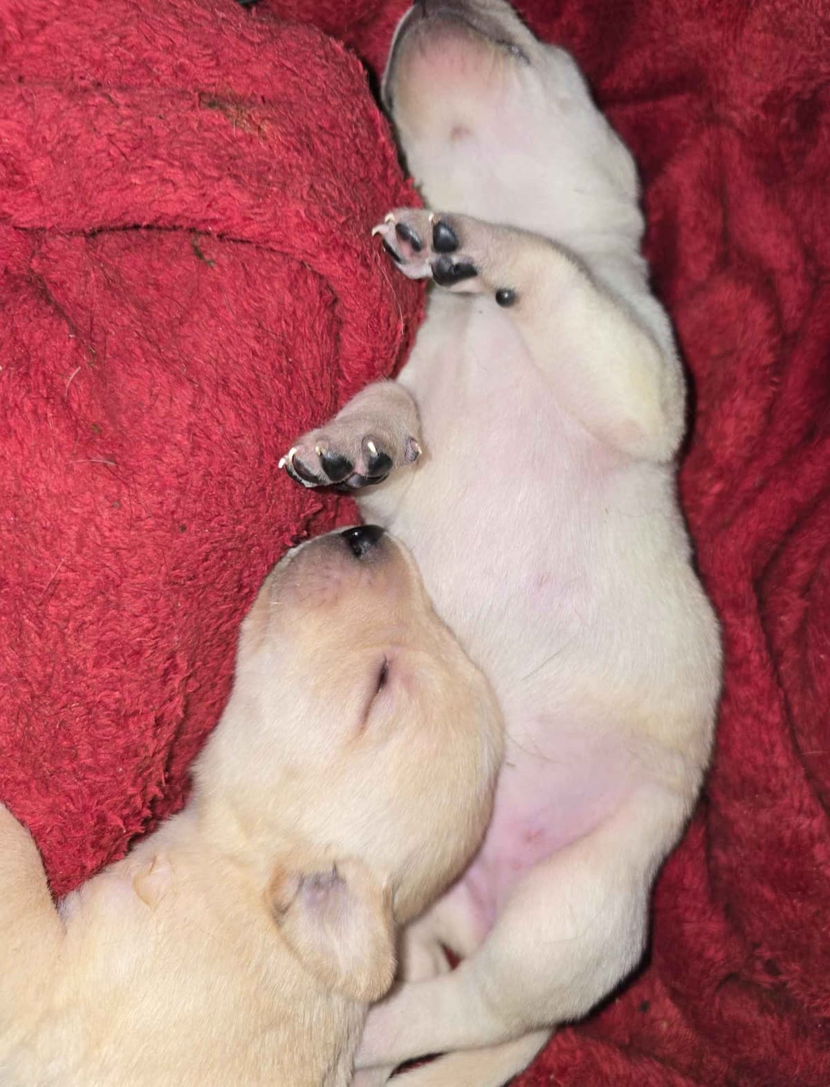 Labrador Retriever Puppies (English) breeder image 12