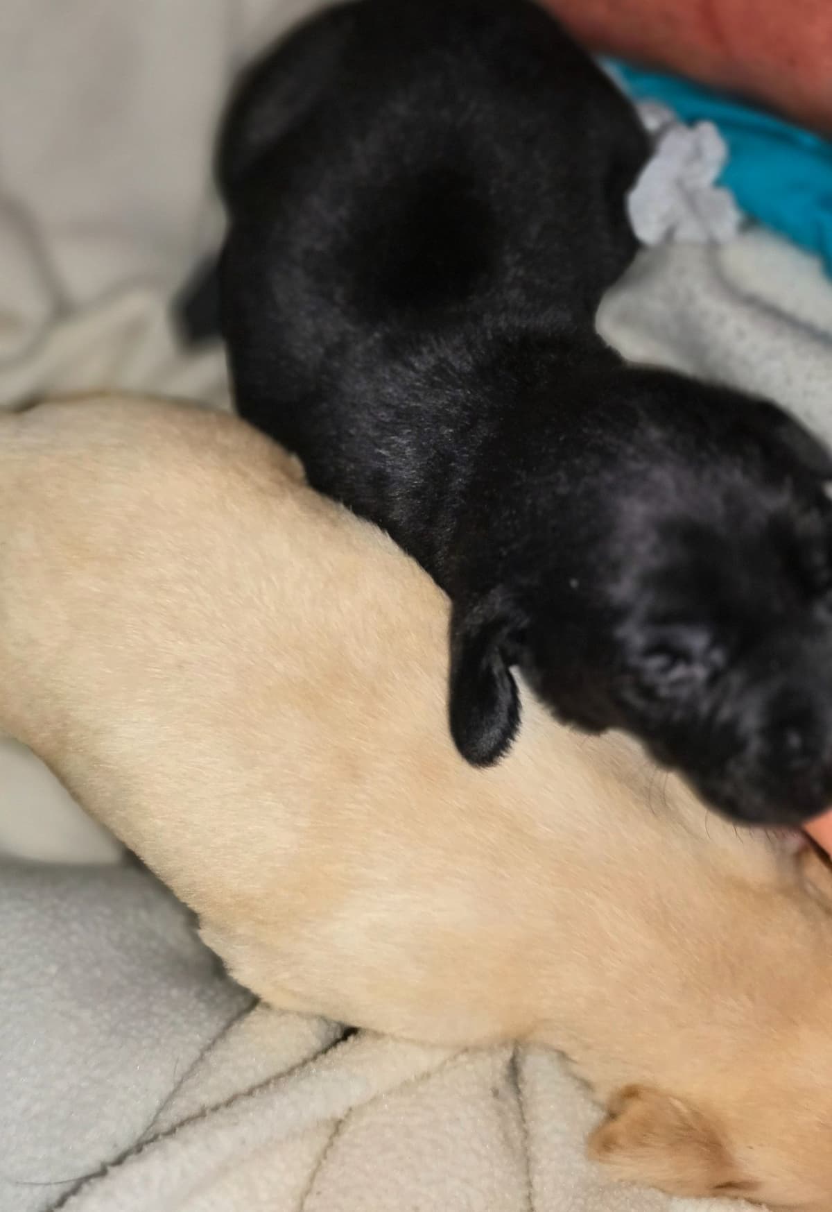 Labrador Retriever Puppies (English) breeder image 13