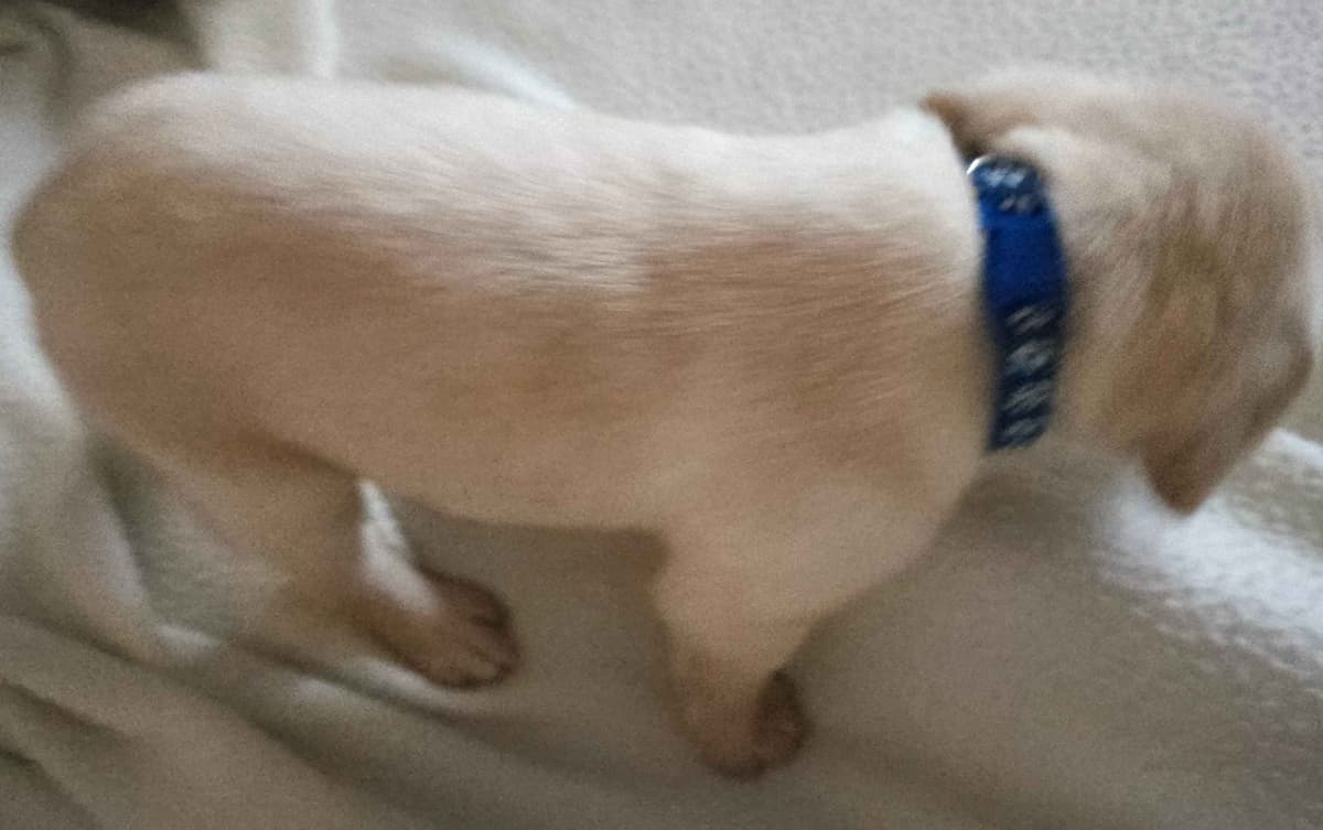 Labrador Retriever Puppies (English) breeder image 15