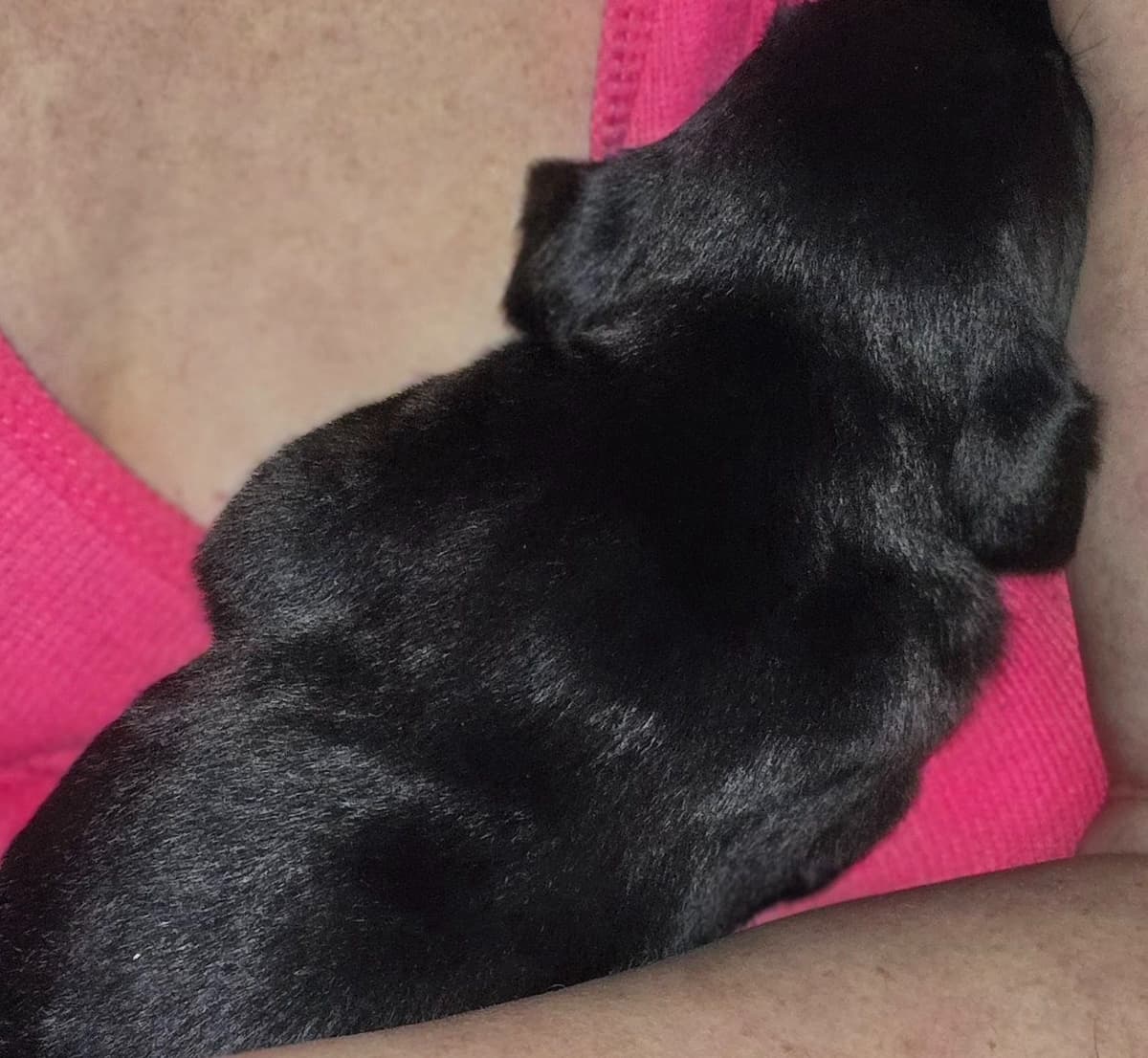 Labrador Retriever Puppies (English) breeder image 16